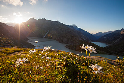 Blumenwiese in der Berglandschaft im Berner Oberland